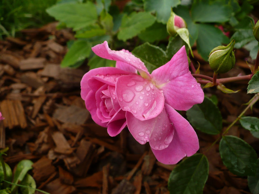 P1260272 - Starlet Melina