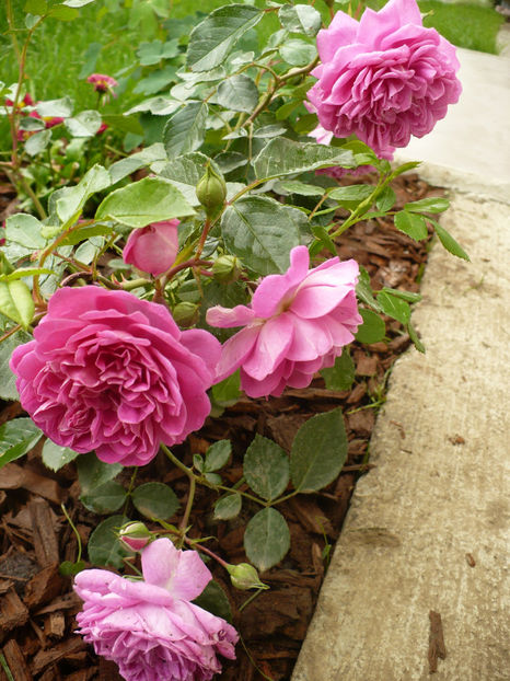 P1260275 - Starlet Melina