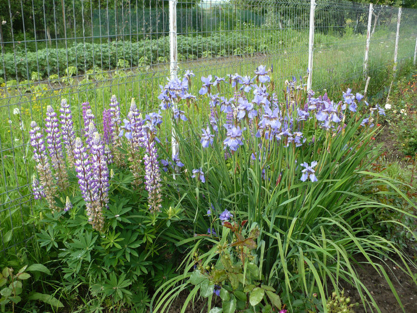 P1250857 - Gradina din iunie