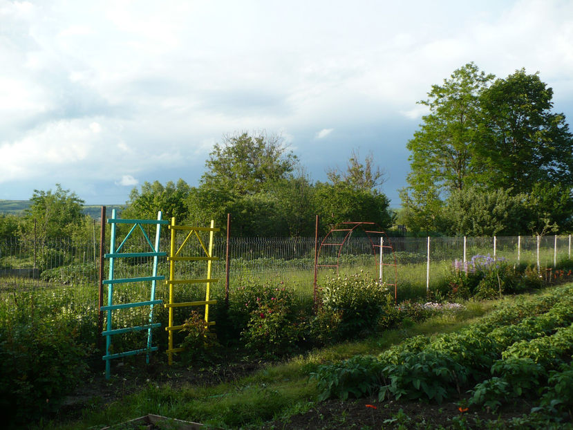 P1250911 - Gradina din iunie