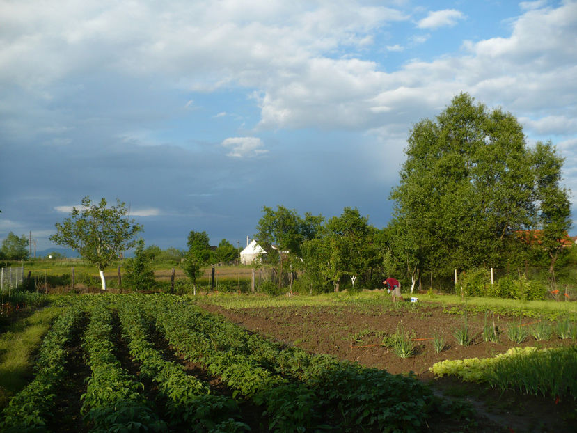 P1250914 - Gradina din iunie