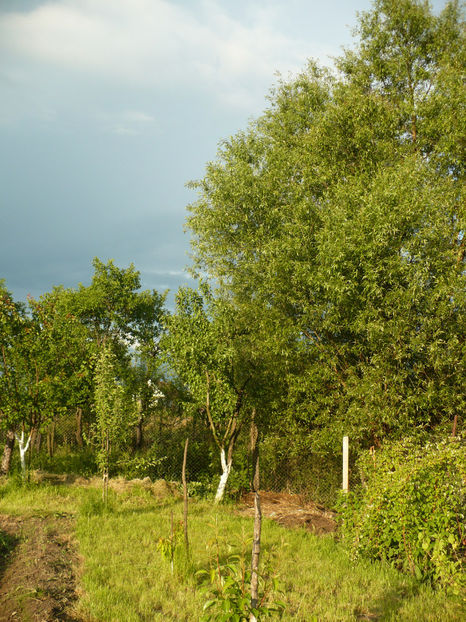 P1250936 - Gradina din iunie