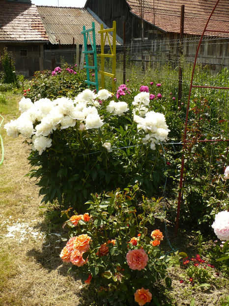 P1260041 - Gradina din iunie