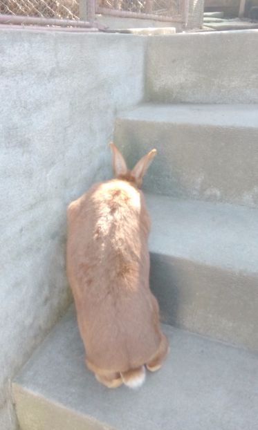  - 2017 urias german galben