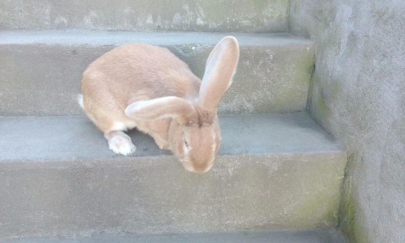  - 2017 urias german galben