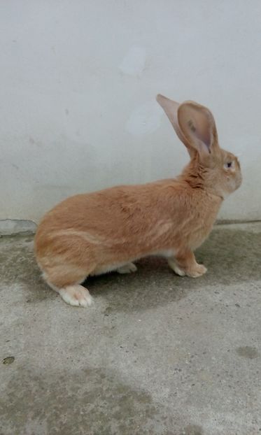  - 2017 urias german galben