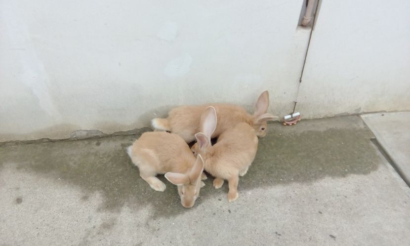  - 2017 urias german galben