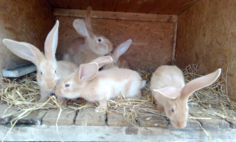  - 2017 urias german galben