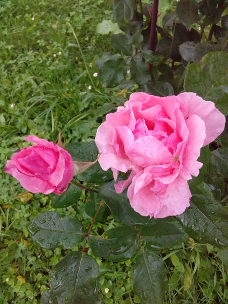  - TRANDAFIRI 2017_2018