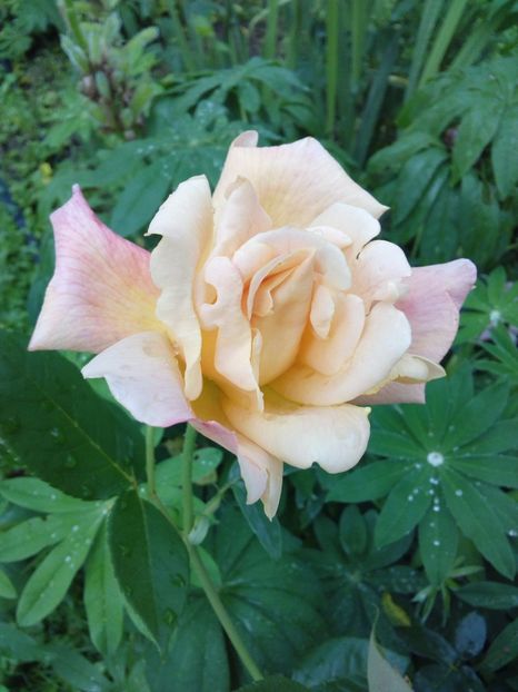  - TRANDAFIRI 2017_2018