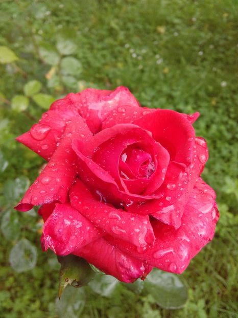  - TRANDAFIRI 2017_2018