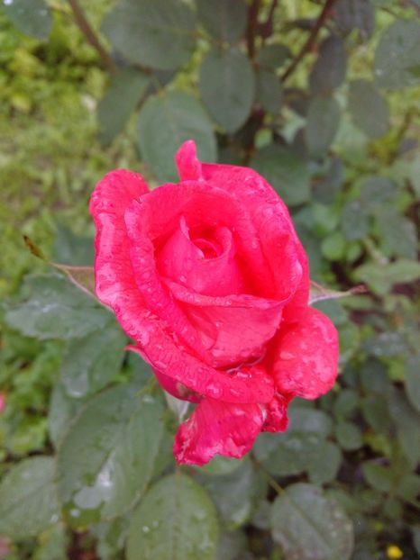  - TRANDAFIRI 2017_2018