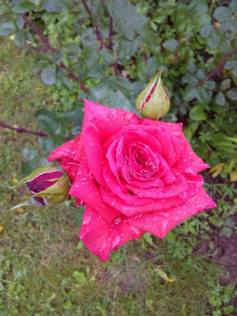  - TRANDAFIRI 2017_2018