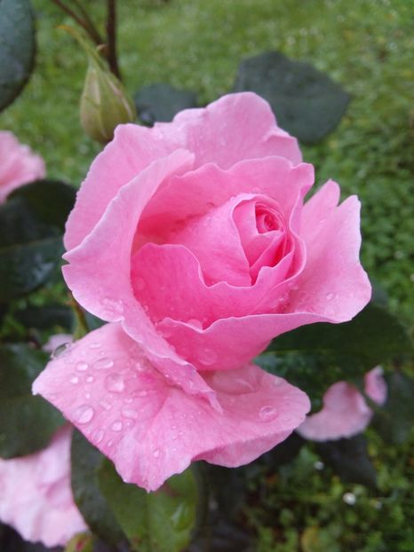  - TRANDAFIRI 2017_2018