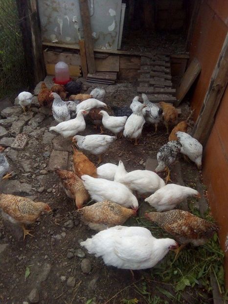  - PUICUTE KABIR LA 64 DE ZILE