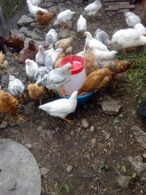  - PUICUTE KABIR LA 64 DE ZILE