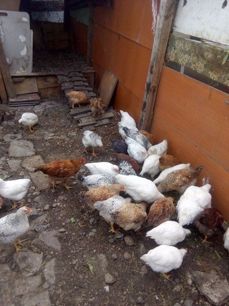  - PUICUTE KABIR LA 64 DE ZILE