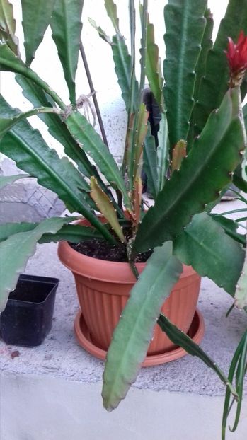  - Limba Soacrei Epiphyllum