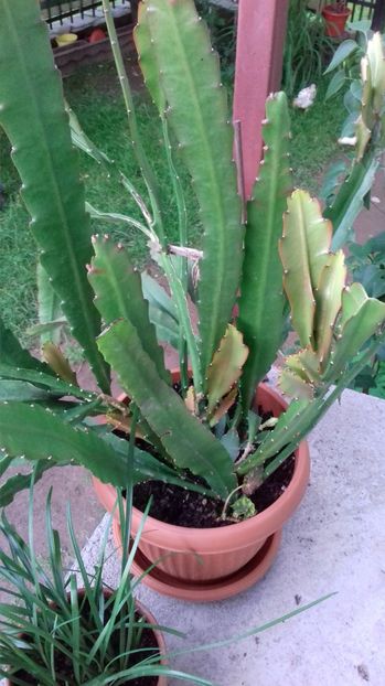  - Limba Soacrei Epiphyllum