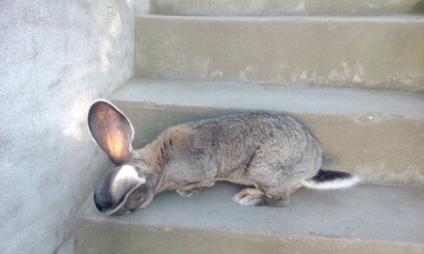  - 2017 urias german gri