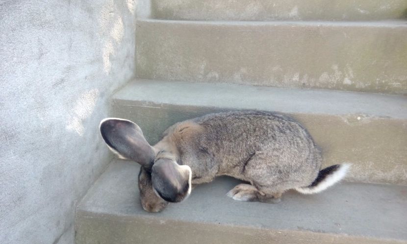  - 2017 urias german gri