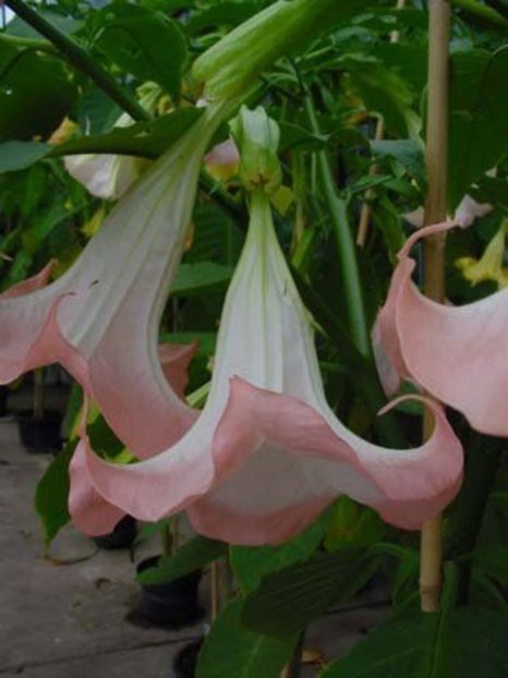 BRUGMANSIA SONNENAUFGANG - achizitii NOI-KIRCHNEN ABEL