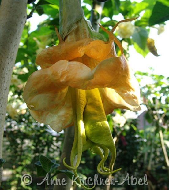 BRUGMANSIA GOLDEN STARDUST - achizitii NOI-KIRCHNEN ABEL