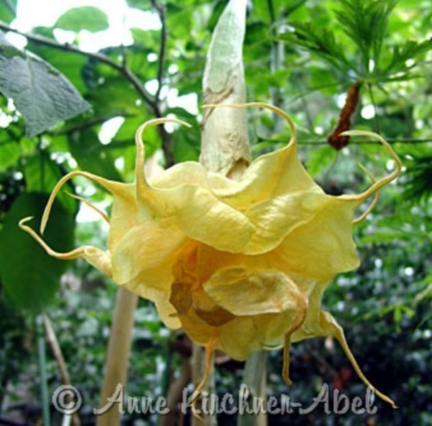 BRUGMANSIA  ORIENTAL FLAME - achizitii NOI-KIRCHNEN ABEL