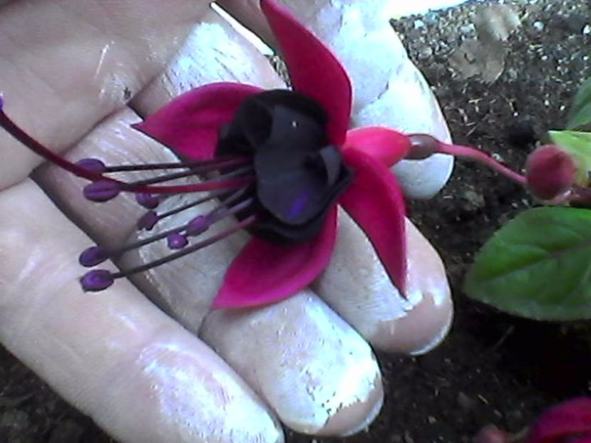 Photo0817 - Fuchsia 2017