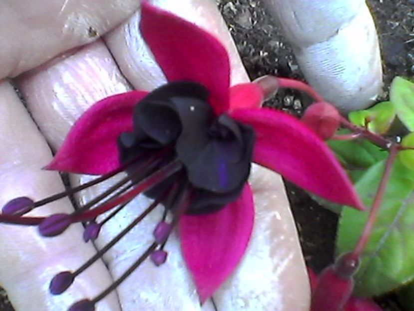 Photo0820 - Fuchsia 2017