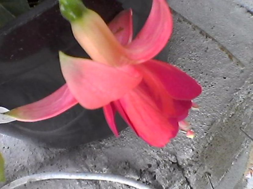 Photo0822 - Fuchsia 2017