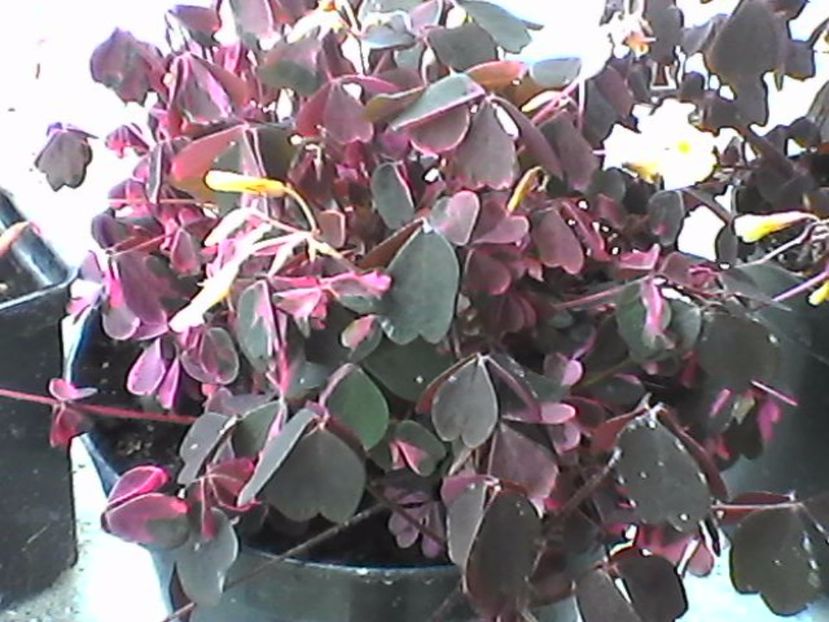 oxalis vulcanicola plum crazy - Oxalis 2017