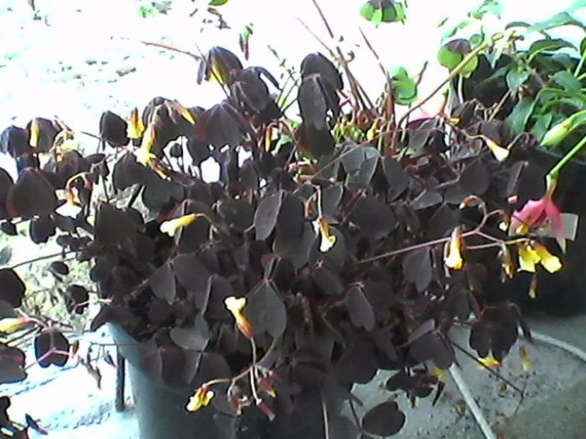 zinfandel - Oxalis 2017