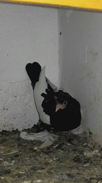 IMG-20170618-WA0077 - Pui de 2017