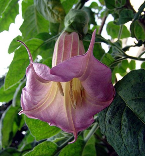 BRUGMANSIA AMETHYST - achizitii NOI-KIRCHNEN ABEL