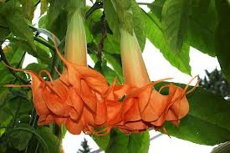 BRUGMANSIA ANGELS NEW FASCINATION - achizitii NOI-KIRCHNEN ABEL