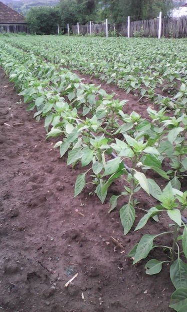 Kapia în 8 iunie - 2016