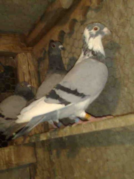 134-mascul-250 lei-vandut - X-Porumbei vinduti