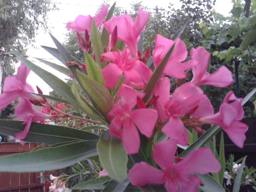 Fotografie0105 - LEANDRI