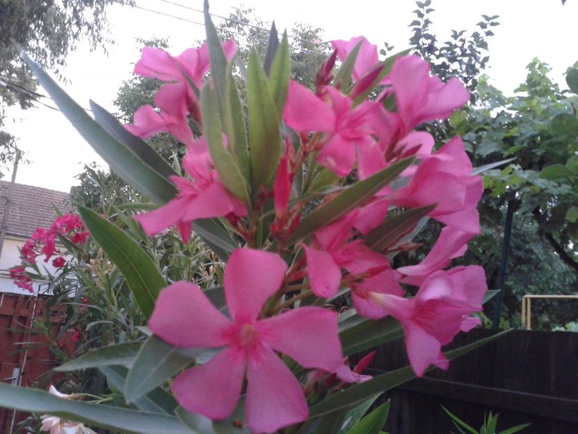 Fotografie0106 - LEANDRI