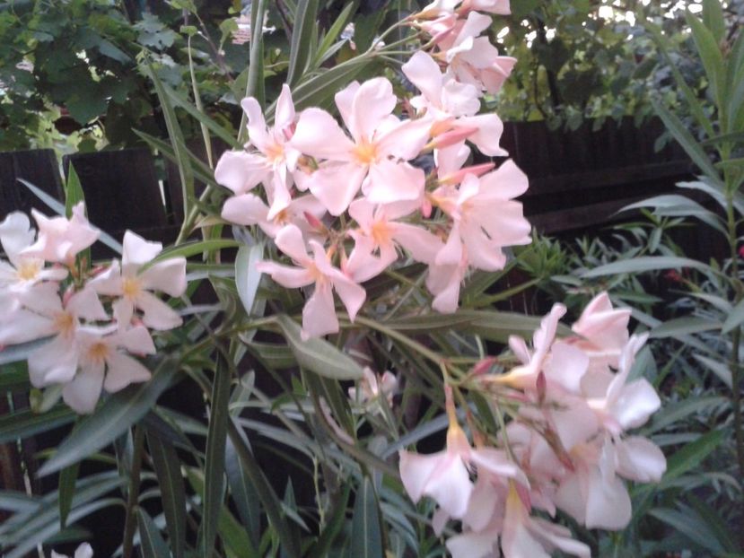 Fotografie0108 - LEANDRI