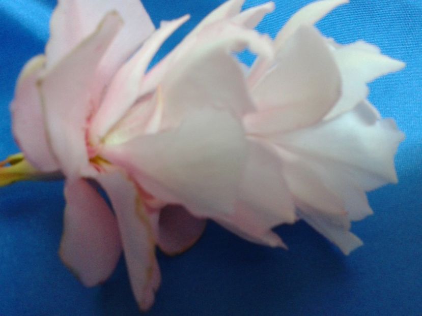 Fotografie0136 - LEANDRI