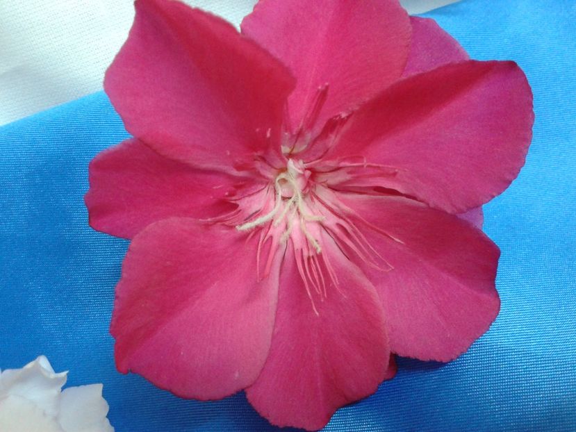 Fotografie0145 - LEANDRI