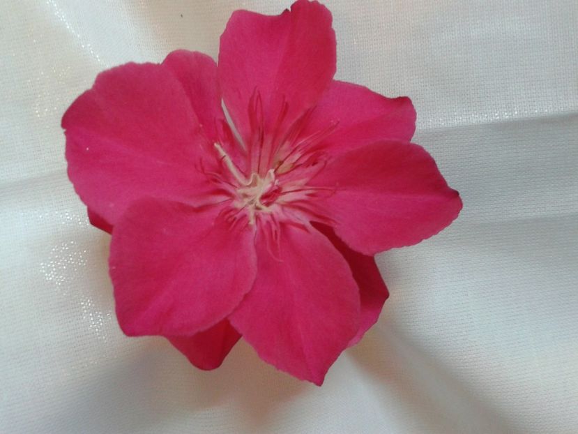 Fotografie0147 - LEANDRI