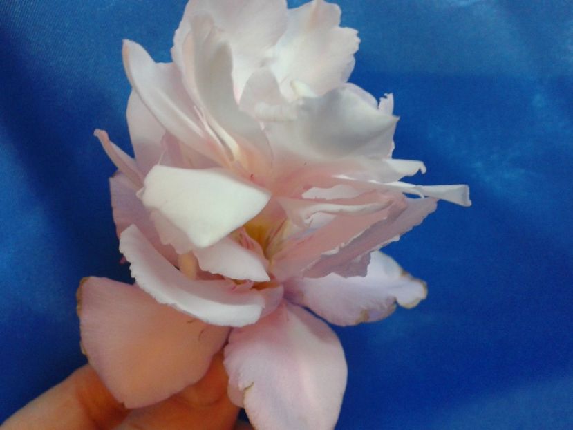 Fotografie0148 - LEANDRI