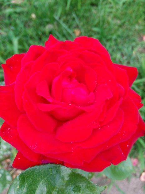 TH rosu floare mare - A FLORI DIN GRADINA MEA