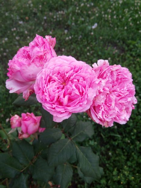 Elodie Gossuin - A Ultimii lăstari de trandafiri disponibili
