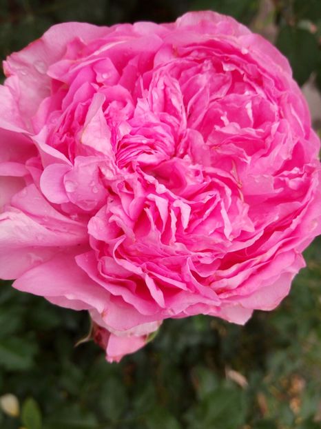 Elodie Gossuin - A FLORI DIN GRADINA MEA