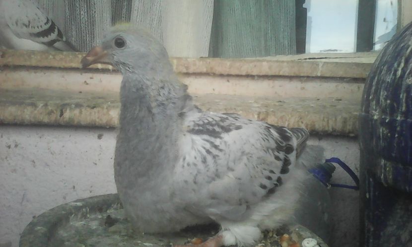 F 2017 - PUII 2017 DIN LA FABRICA