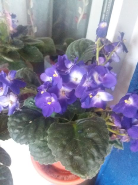  - Frumoasele mele violete